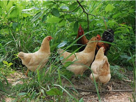 肉鸡：缺鸡不缺肉，预计二三季度鸡价稳中有升